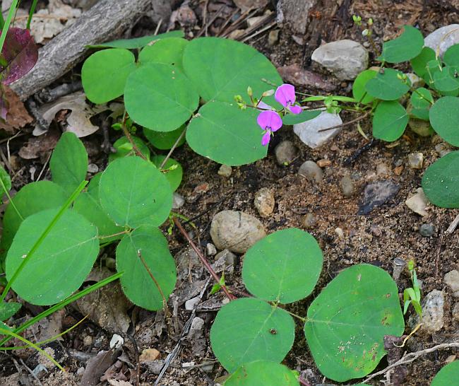 Desmodium_rotundifolium_plant.jpg