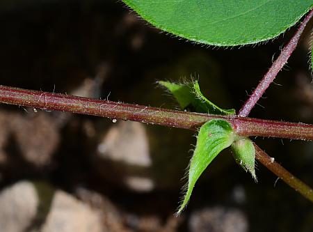 Desmodium_rotundifolium_stem.jpg