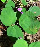 Desmodium rotundifolium thumbnail