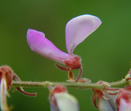 Desmodium_viridiflorum_calyx.jpg