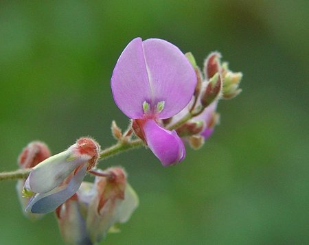 Desmodium_viridiflorum_flower.jpg