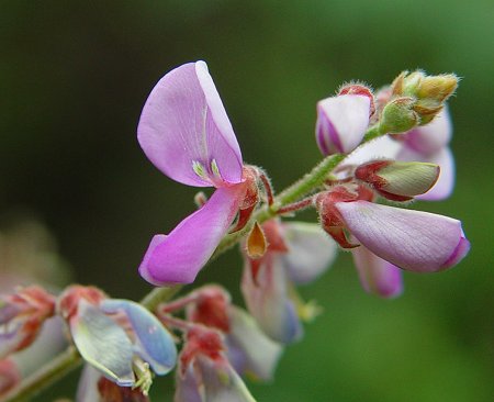 Desmodium_viridiflorum_flower2.jpg