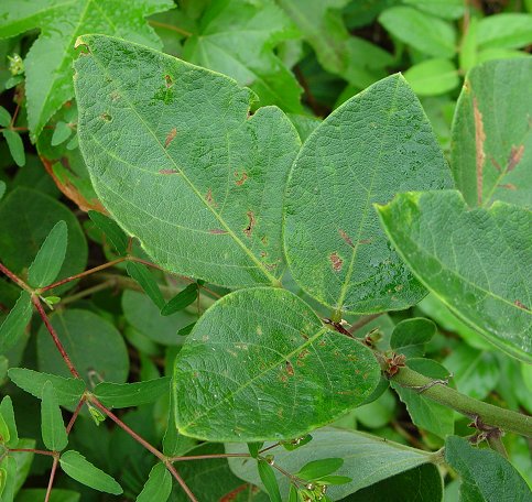 Desmodium_viridiflorum_leaf.jpg