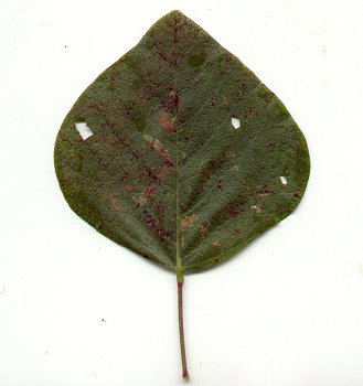 Desmodium_viridiflorum_leaf2.jpg