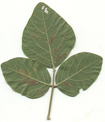 Desmodium_viridiflorum_leaf3.jpg