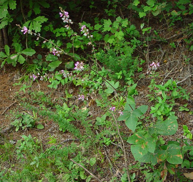 Desmodium_viridiflorum_plant.jpg