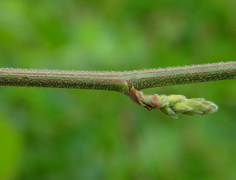 Desmodium_viridiflorum_stem2.jpg