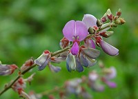 Desmodium viridiflorum thumbnail