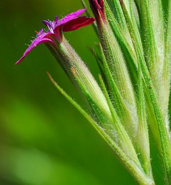 Dianthus_armeria_calyx.jpg