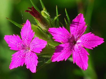 Dianthus_armeria_corollas.jpg