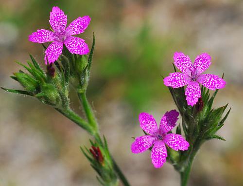 Dianthus_armeria_flowers2.jpg