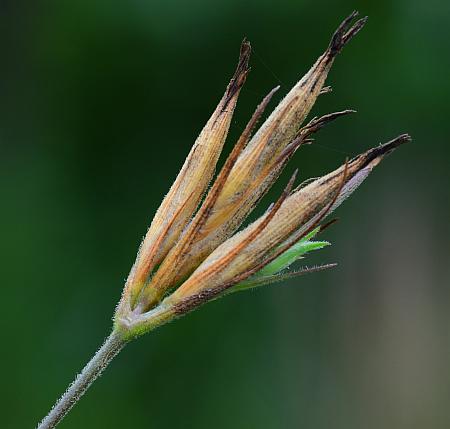 Dianthus_armeria_fruits.jpg