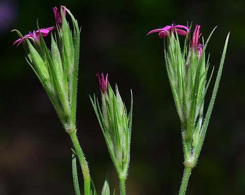 Dianthus_armeria_inflorescences.jpg