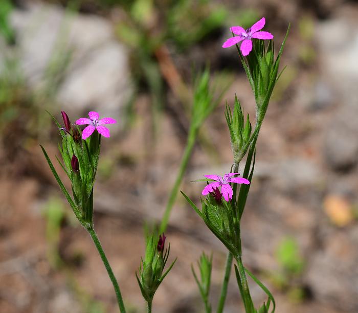 Dianthus_armeria_plant.jpg