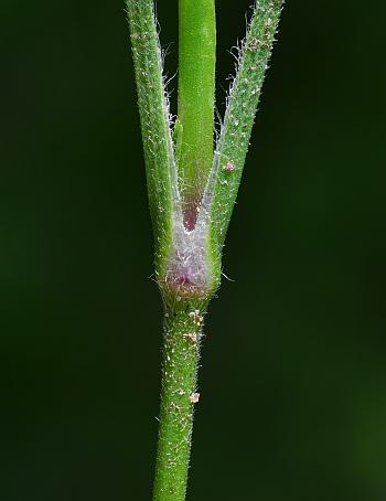 Dianthus_armeria_stem.jpg