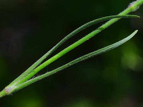 Dianthus_armeria_stem2.jpg