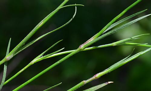 Dianthus_armeria_stems.jpg