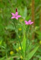 Dianthus armeria thumbnail