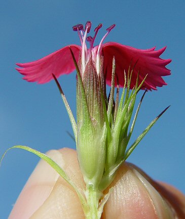 Dianthus_barbatus_calyx.jpg