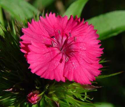 Dianthus_barbatus_flower.jpg