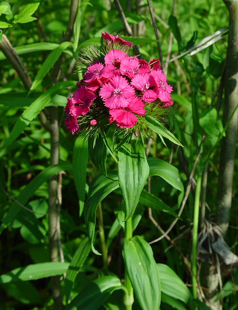 Dianthus_barbatus_plant.jpg