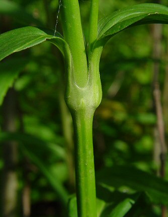 Dianthus_barbatus_stem.jpg