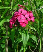 Dianthus barbatus thumbnail