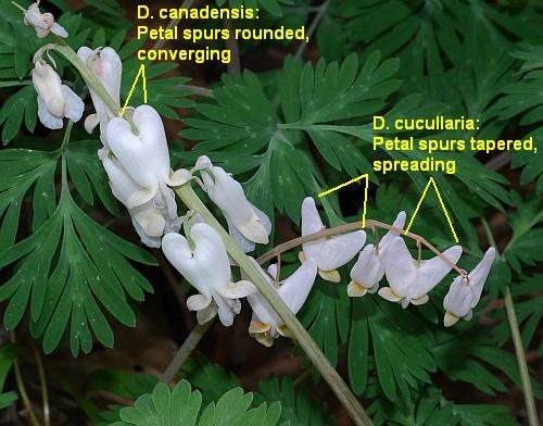 Dicentra_canadensis_compared.jpg