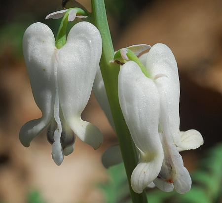 Dicentra_canadensis_flowers.jpg