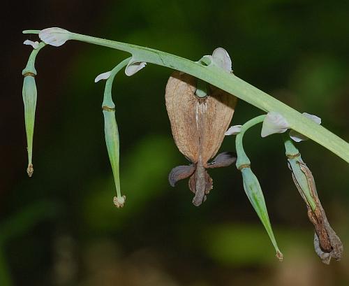 Dicentra_canadensis_fruits.jpg