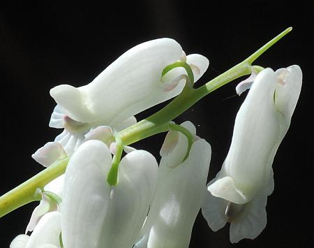 Dicentra_canadensis_inflorescence2.jpg