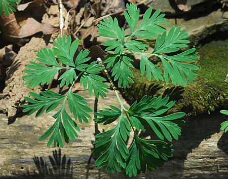 Dicentra_canadensis_leaf1.jpg