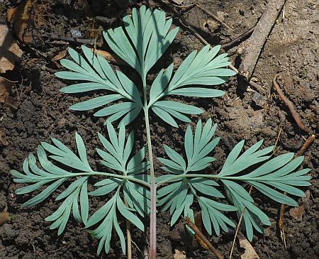 Dicentra_canadensis_leaf2.jpg