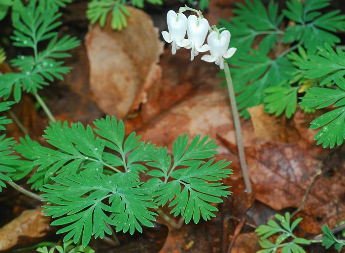 Dicentra_canadensis_plant.jpg