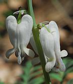 Dicentra canadensis thumbnail