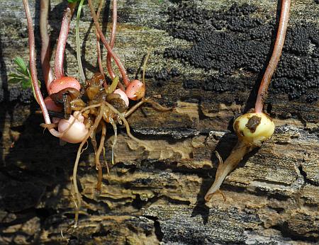 Dicentra_cucullaria_bulblets.jpg