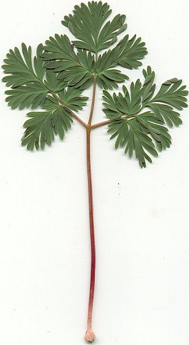 Dicentra_cucullaria_leaf.jpg