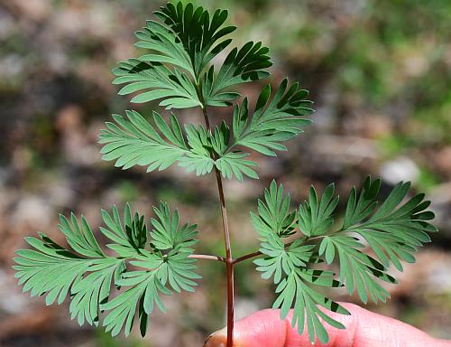 Dicentra_cucullaria_leaf1.jpg