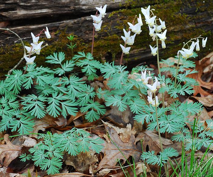 Dicentra_cucullaria_plant.jpg