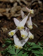 Dicentra cucullaria thumbnail