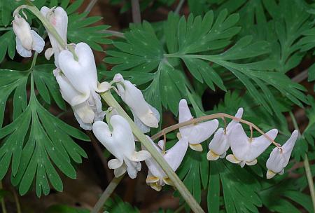 Dicentra_cucullaria_vscanad.jpg