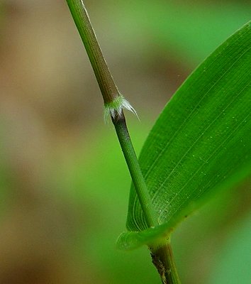 Dichanthelium_boscii_retrorse_hairs.jpg