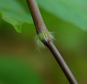 Dichanthelium_boscii_retrorse_hairs2.jpg