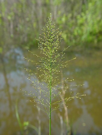 Dichanthelium_polyanthes_inflorescence.jpg