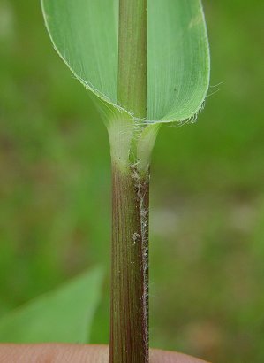 Dichanthelium_polyanthes_leaf_base.jpg