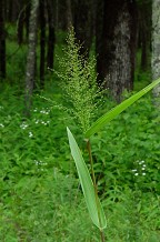 Dichanthelium polyanthes thumbnail