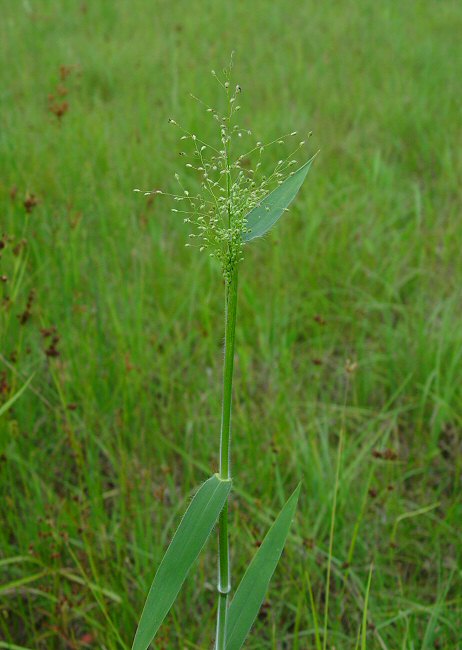 Dichanthelium_scoparium_plant.jpg