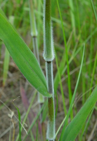 Dichanthelium_scoparium_sheath.jpg