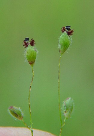 Dichanthelium_scoparium_spikelets.jpg