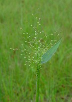 Dichanthelium scoparium thumbnail